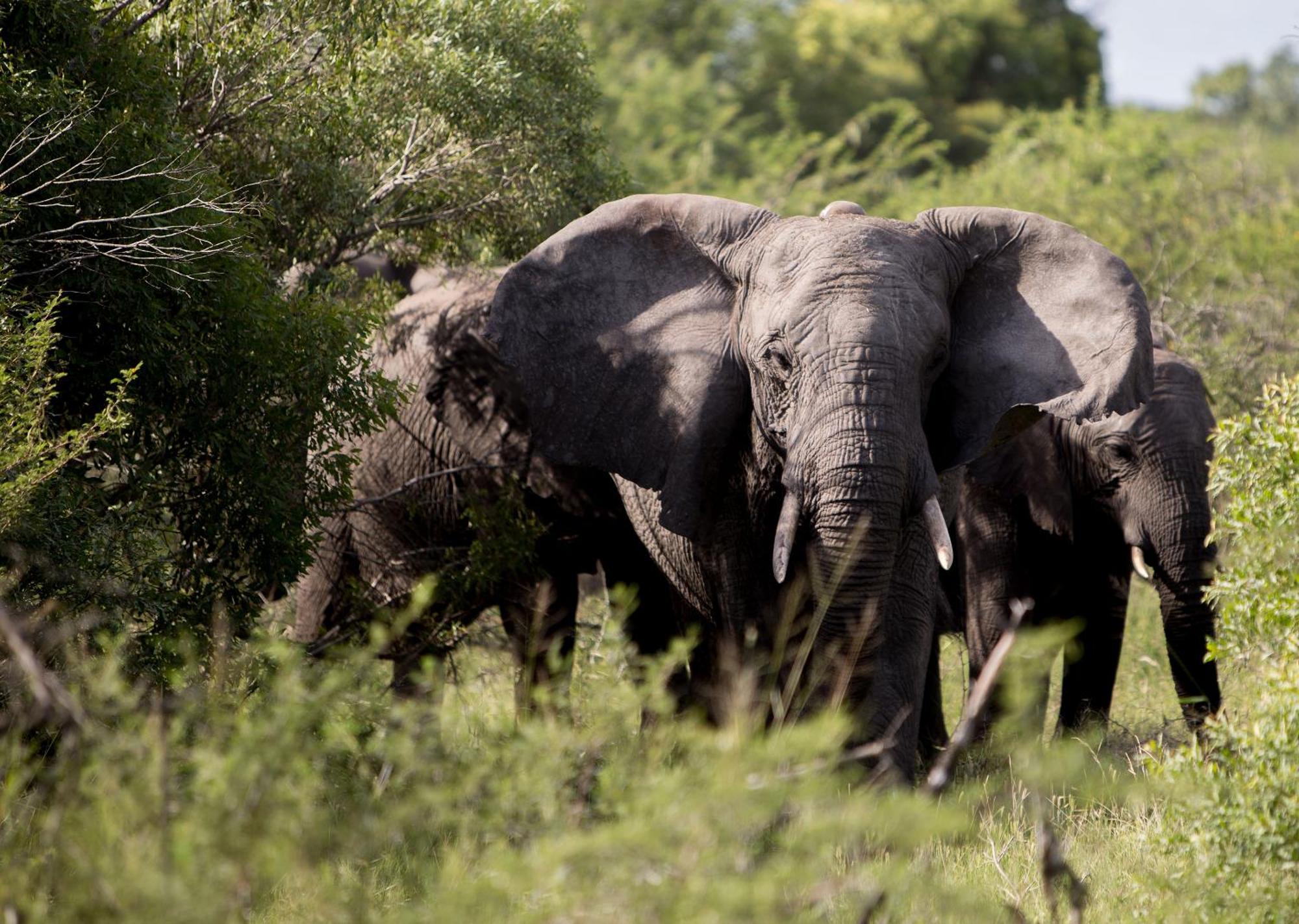 Royal Thonga Safari Lodge Sihangwane Zewnętrze zdjęcie
