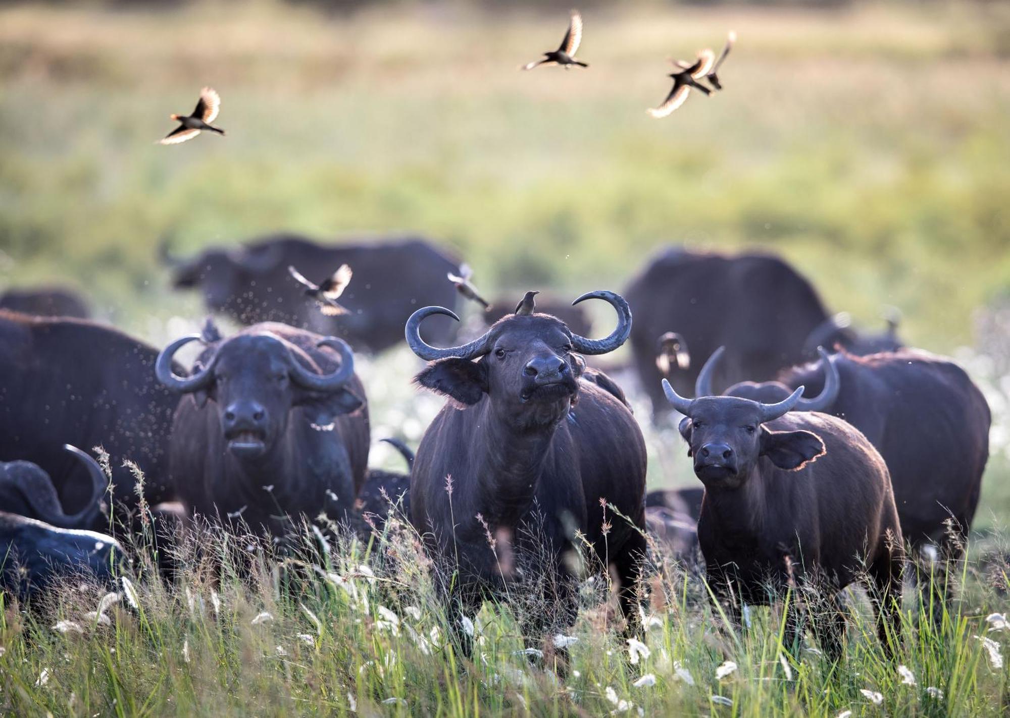 Royal Thonga Safari Lodge Sihangwane Zewnętrze zdjęcie