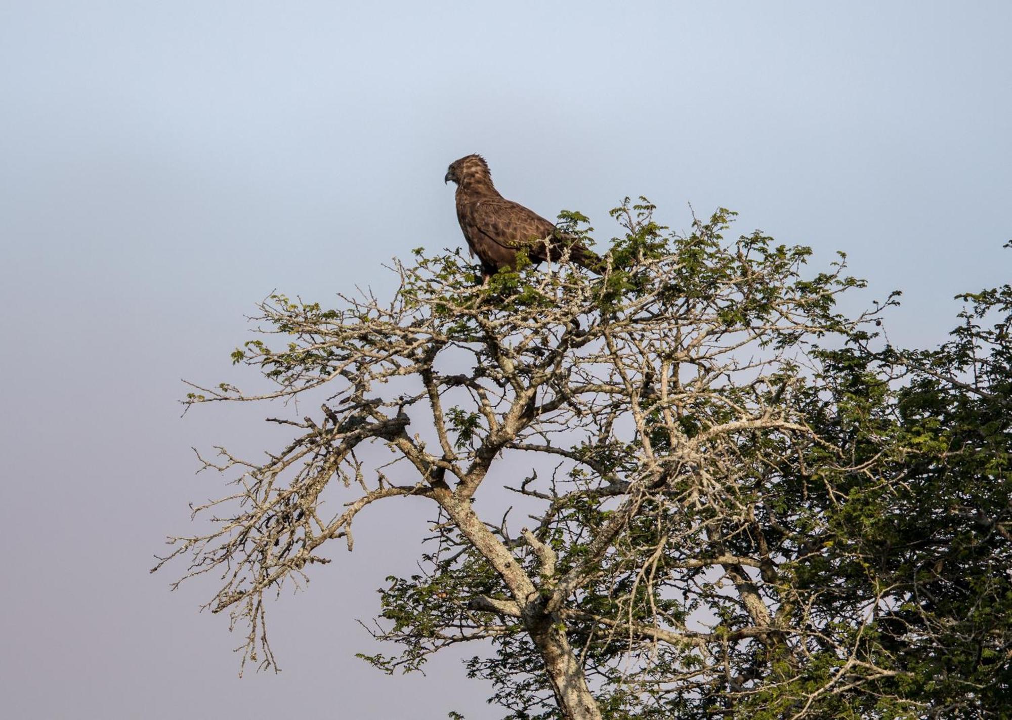 Royal Thonga Safari Lodge Sihangwane Zewnętrze zdjęcie
