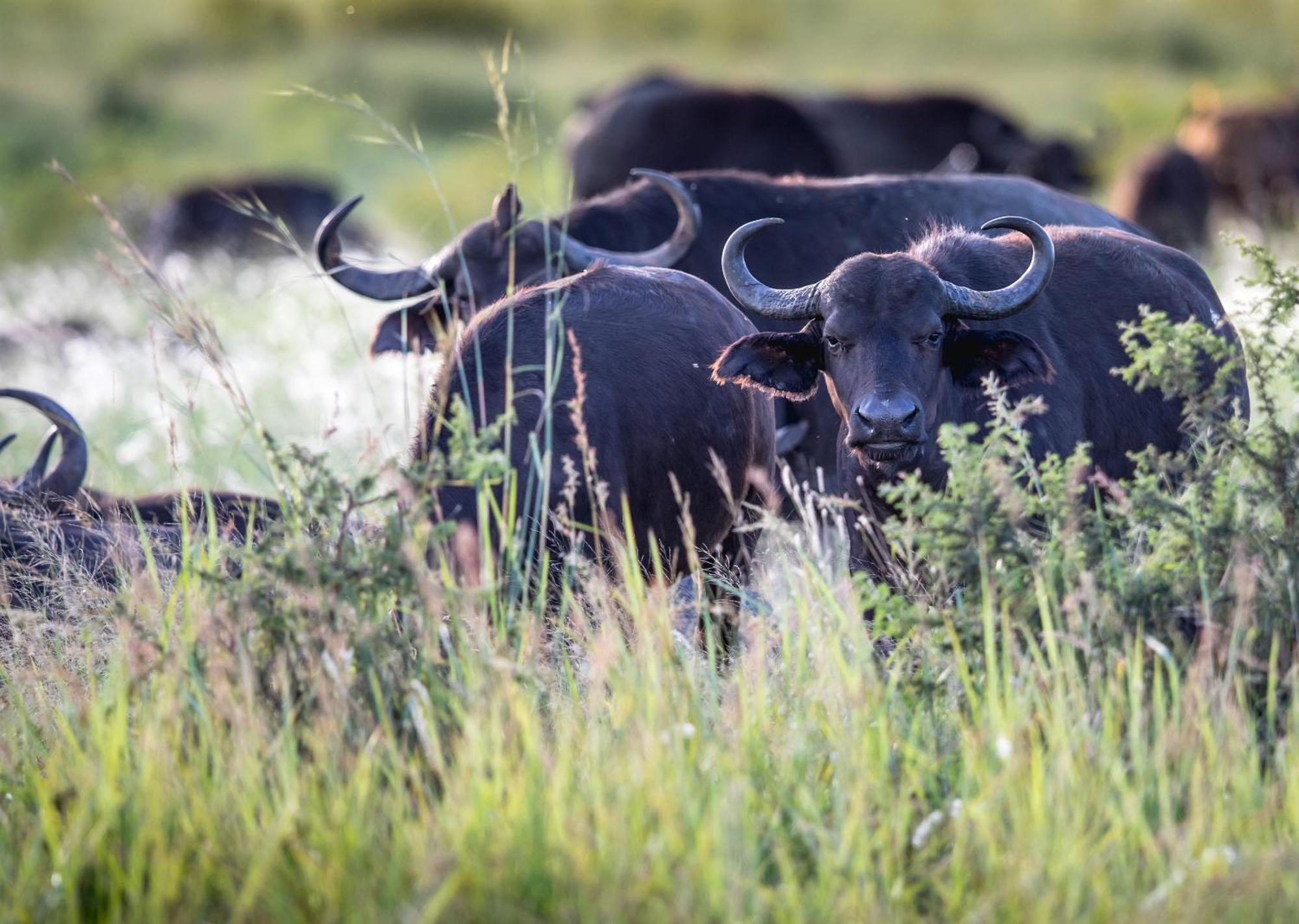 Royal Thonga Safari Lodge Sihangwane Zewnętrze zdjęcie