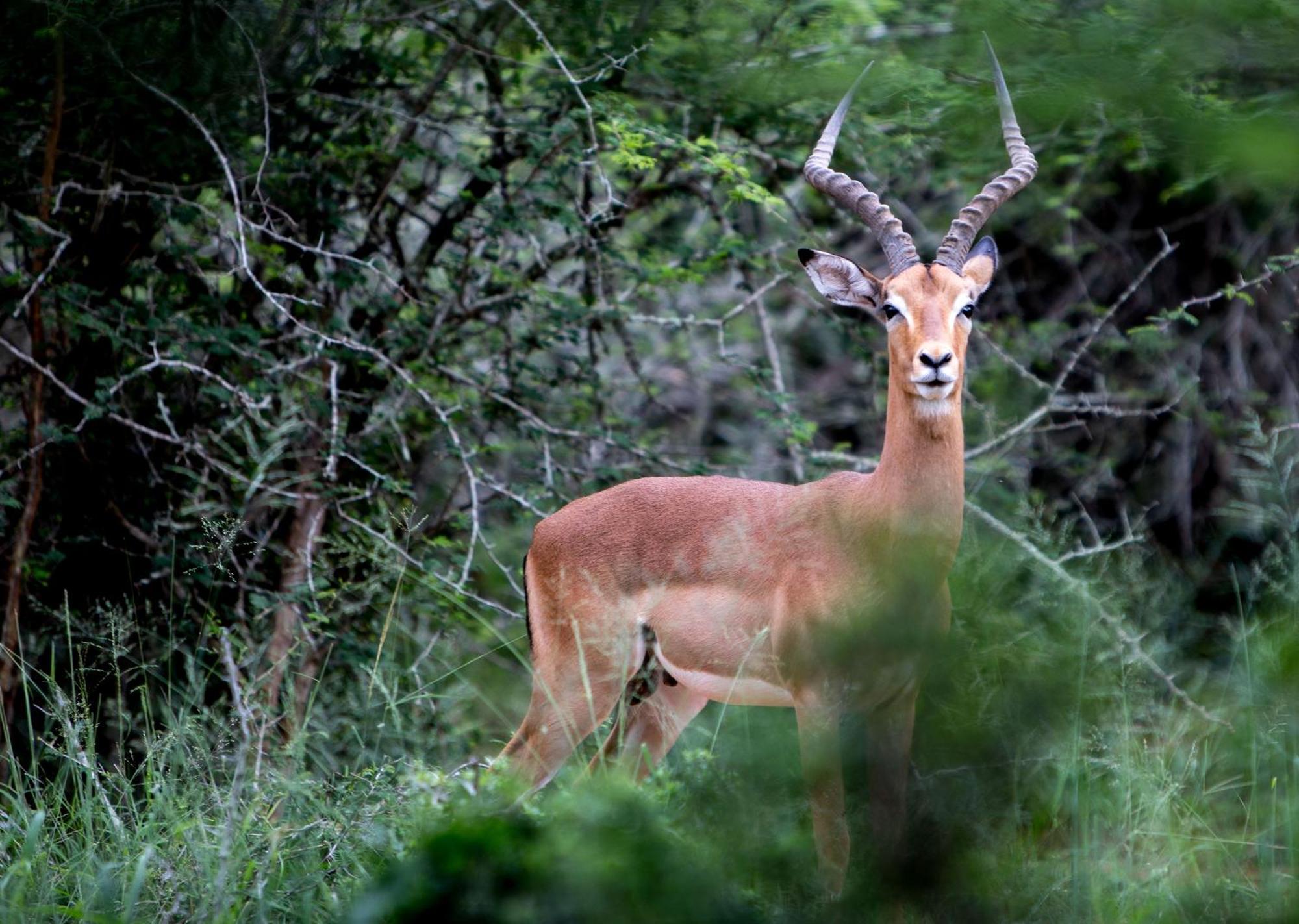 Royal Thonga Safari Lodge Sihangwane Zewnętrze zdjęcie