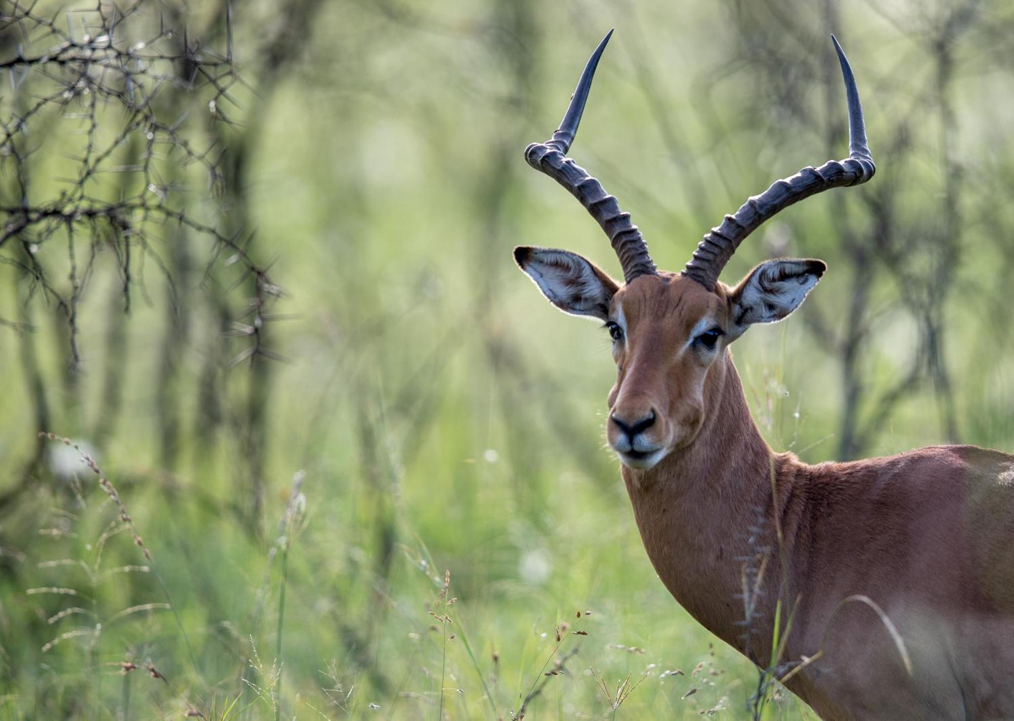 Royal Thonga Safari Lodge Sihangwane Zewnętrze zdjęcie