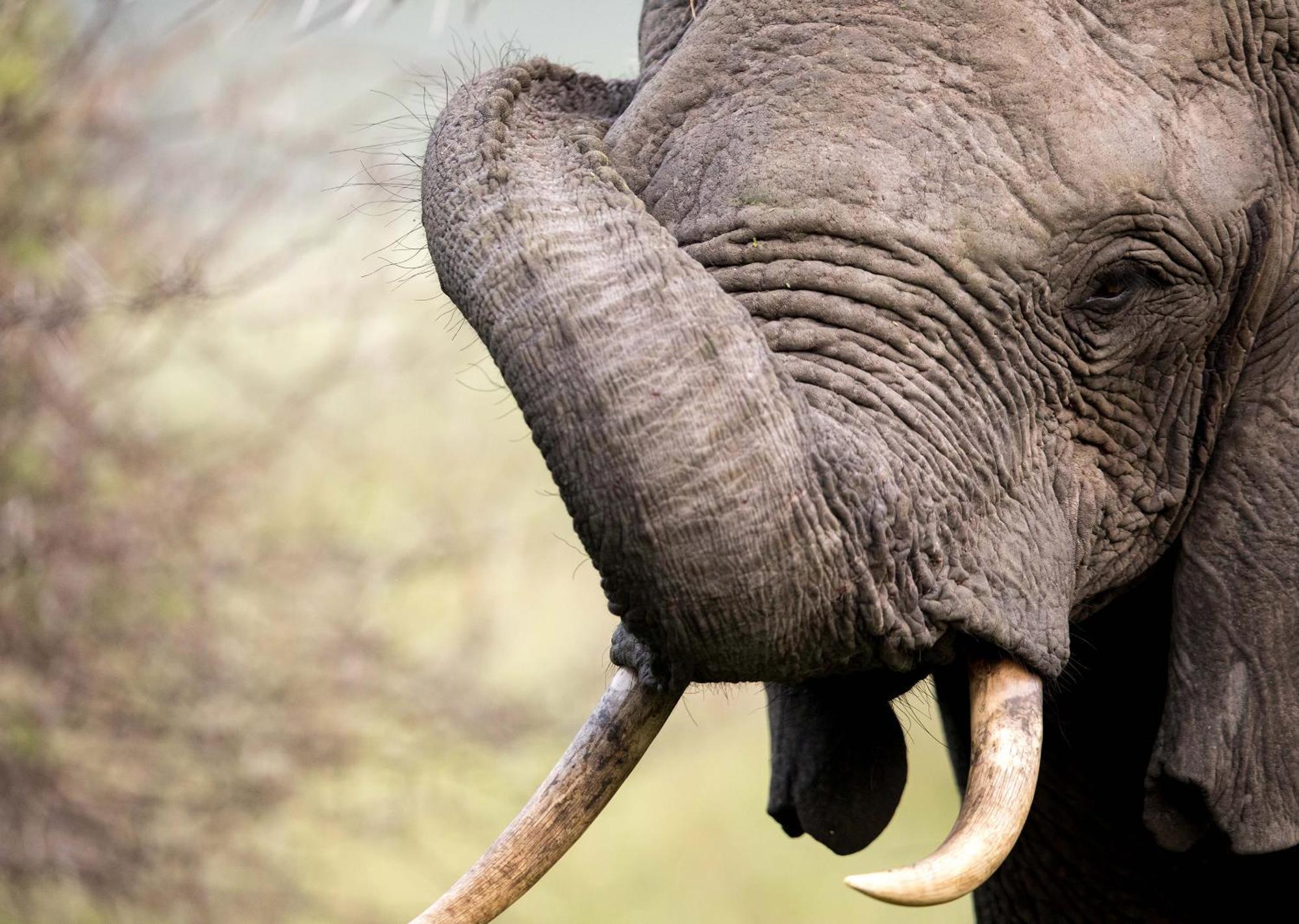 Royal Thonga Safari Lodge Sihangwane Zewnętrze zdjęcie