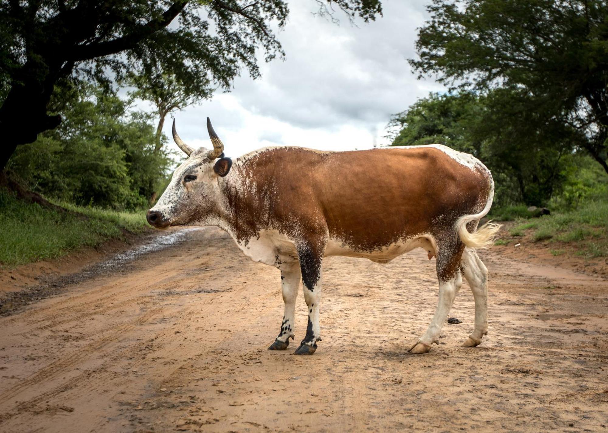 Royal Thonga Safari Lodge Sihangwane Zewnętrze zdjęcie