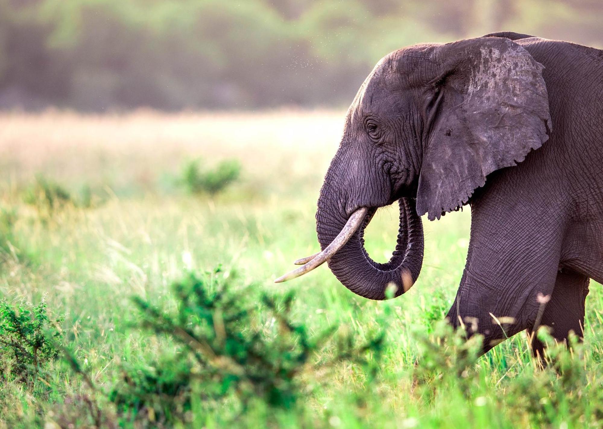 Royal Thonga Safari Lodge Sihangwane Zewnętrze zdjęcie
