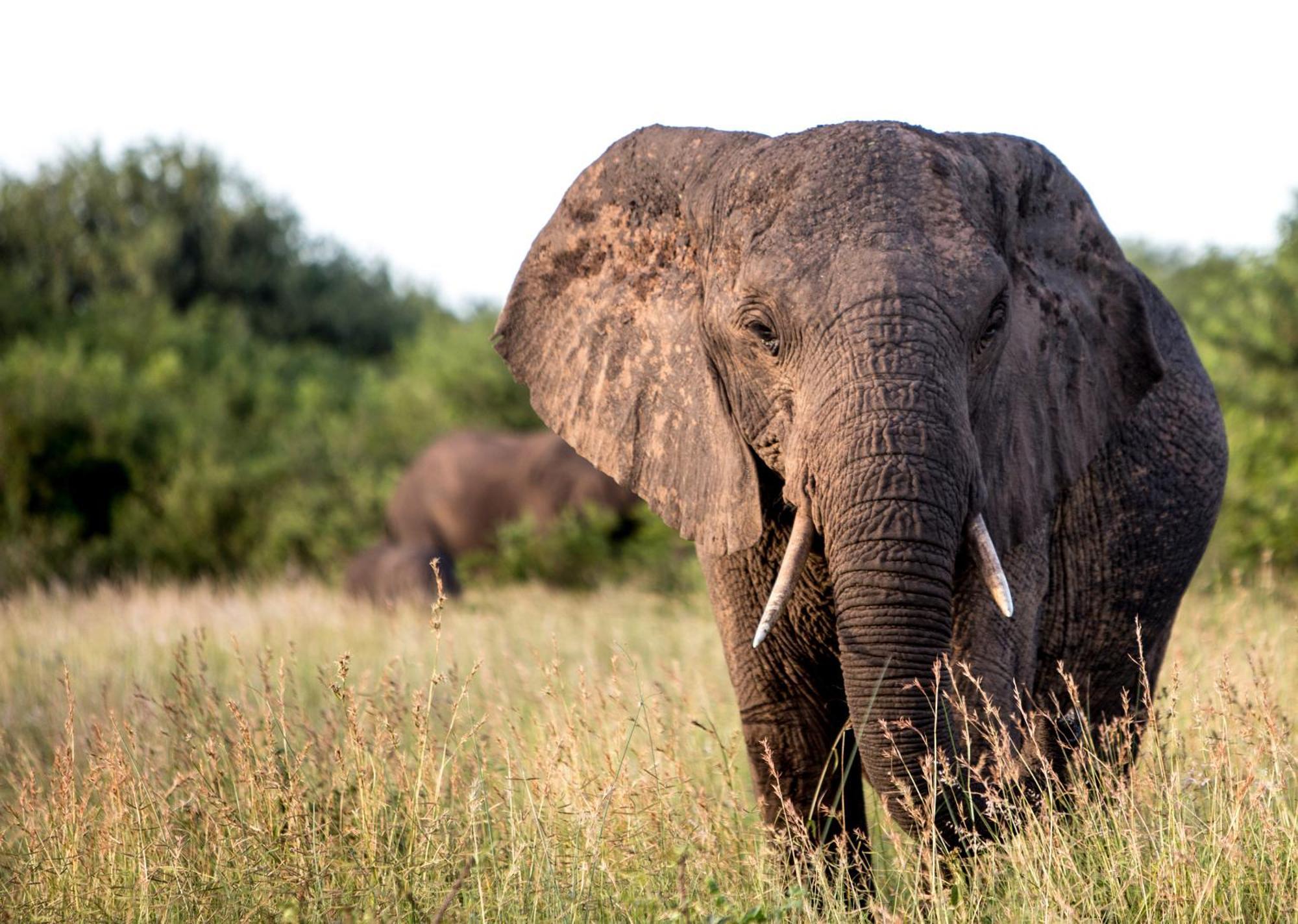 Royal Thonga Safari Lodge Sihangwane Zewnętrze zdjęcie