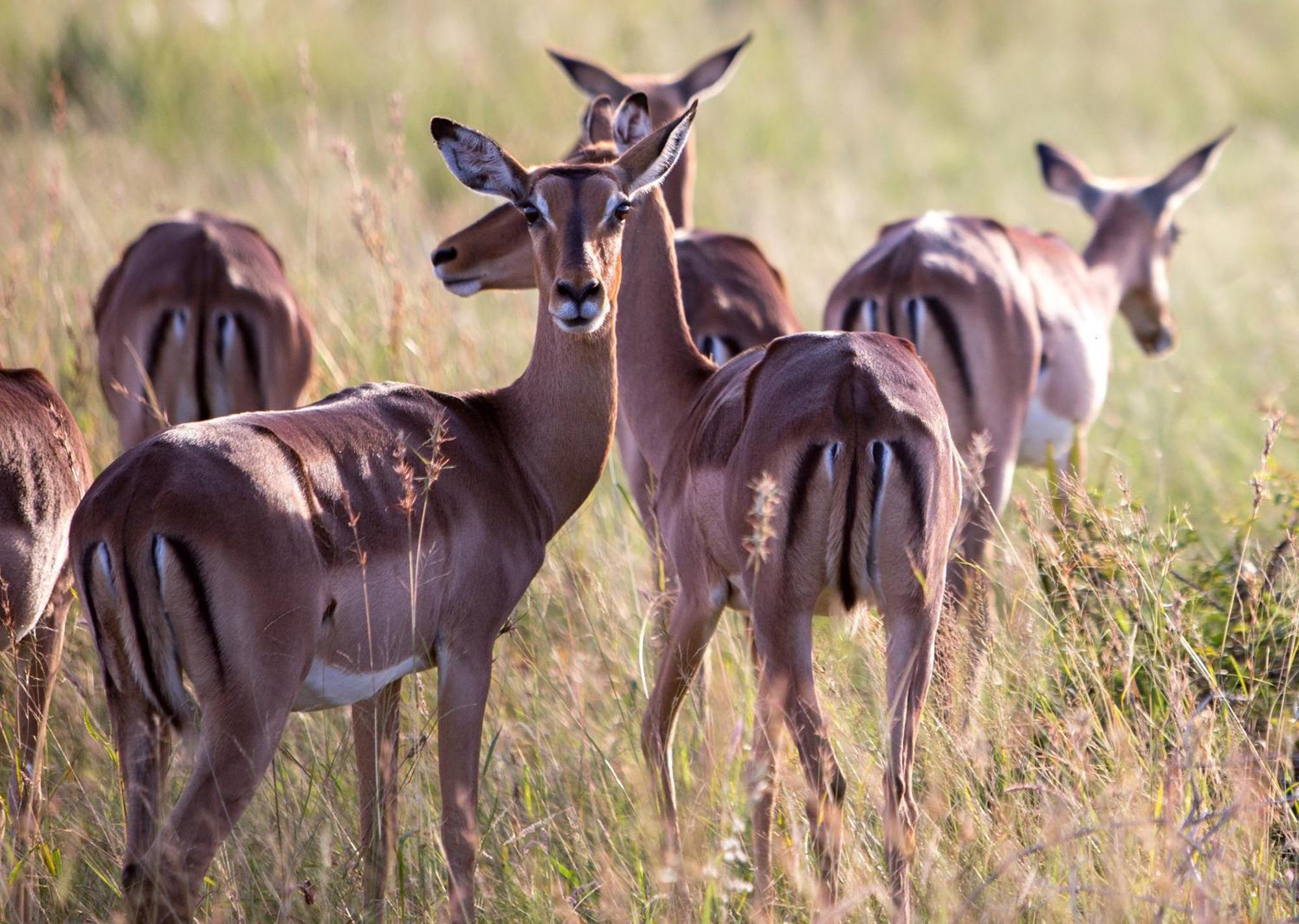 Royal Thonga Safari Lodge Sihangwane Zewnętrze zdjęcie