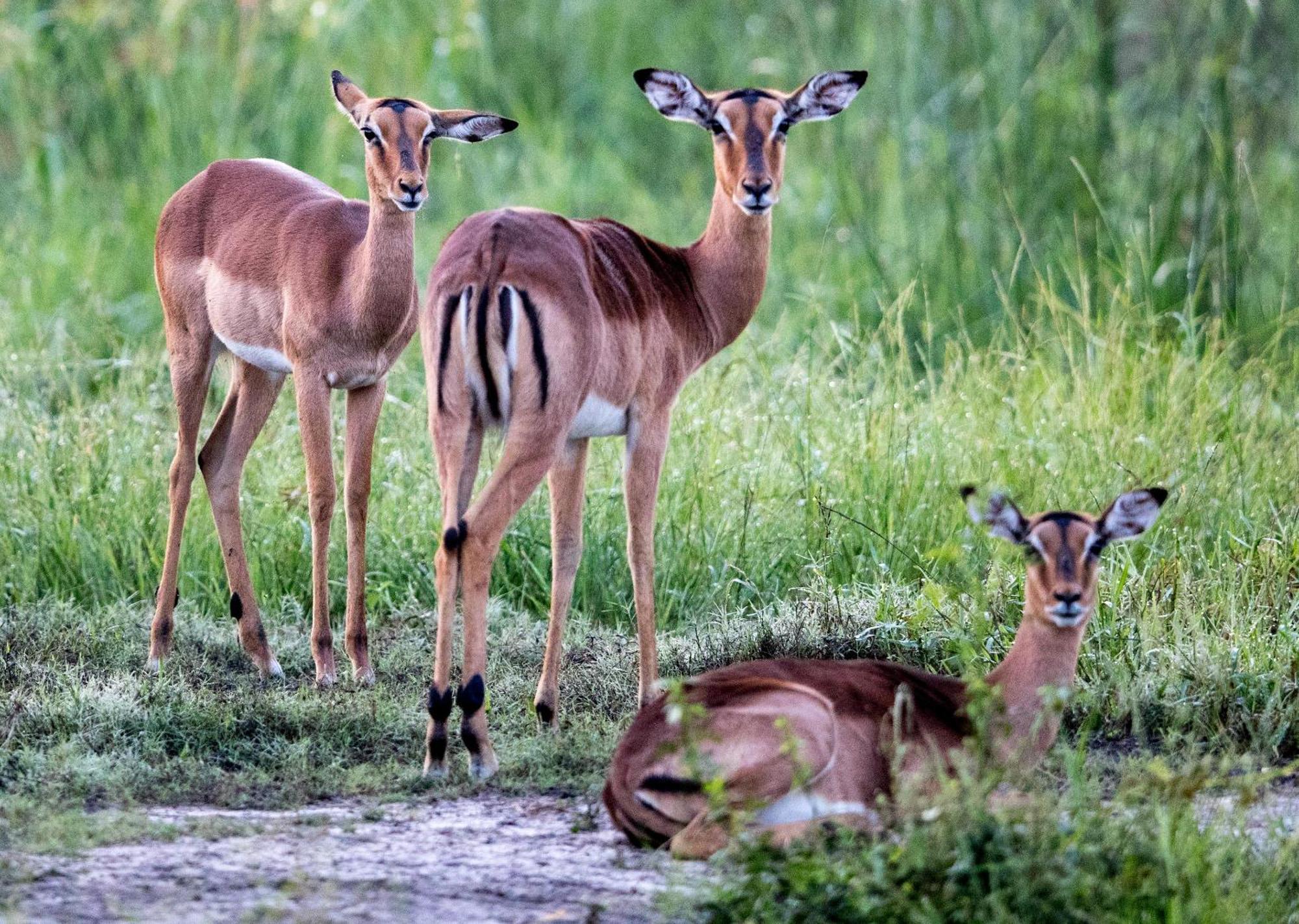 Royal Thonga Safari Lodge Sihangwane Zewnętrze zdjęcie