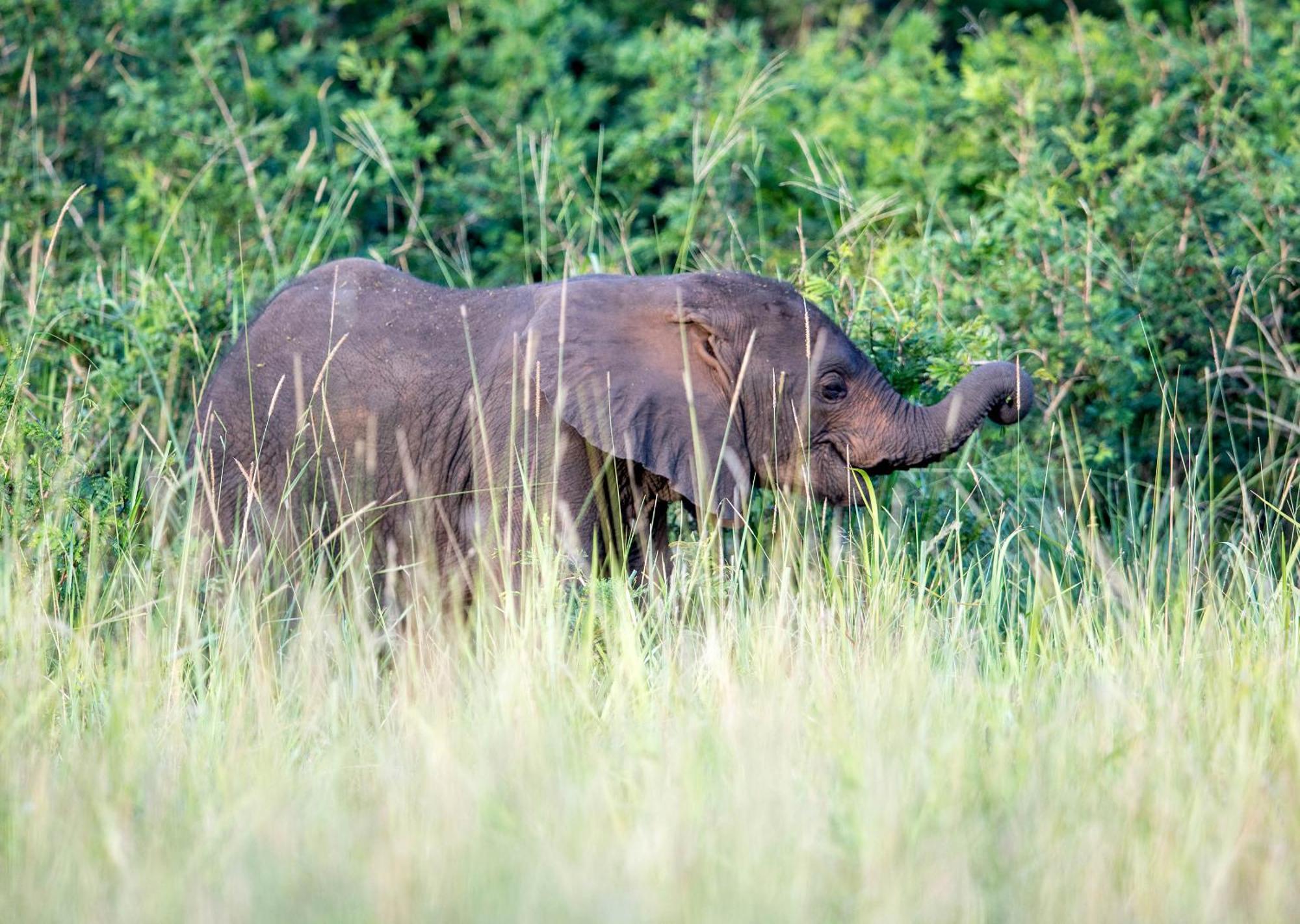 Royal Thonga Safari Lodge Sihangwane Zewnętrze zdjęcie